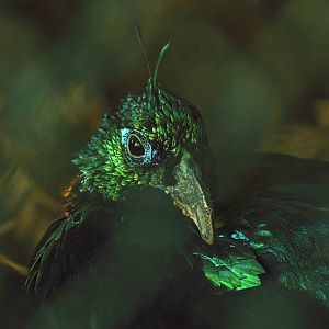 Himalayan monal (Lophophorus impejanus), 2008-08-06