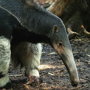 Giant anteater (Myrmecophaga tridactyla), 2008-08-06