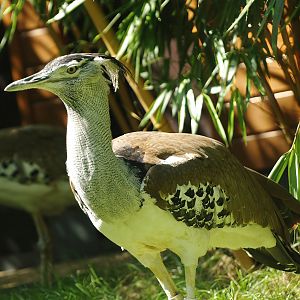 Kori bustard (Ardeotis kori), 2008-08-06