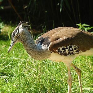 Kori bustard (Ardeotis kori), 2008-08-06