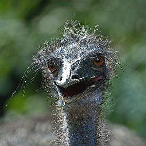 Emu (Dromaius novaehollandiae), 2008-08-06