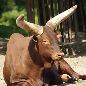 Ankole-Watusi cattle (Bos taurus indicus X B. t. taurus), 2008-08-06