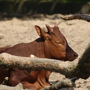 Ankole-Watusi cattle (Bos taurus indicus X B. t. taurus), 2008-08-06