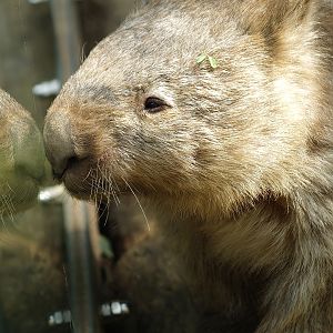 Common wombat (Vombatus ursinus hirsutus), 2008-08-06