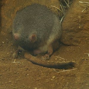Western woylie (Bettongia penicillata ogilbyi), 2008-08-06