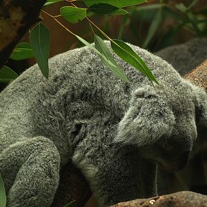 Koala (Phascolarctos cinereus), 2008-08-06