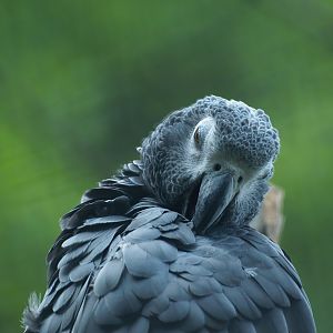 Congo African grey parrot (Psittacus erithacus), 2008-08-06
