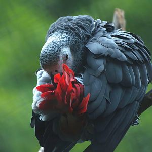 Congo African grey parrot (Psittacus erithacus), 2008-08-06