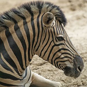 Damara zebra (Equus quagga burchellii), 2008-08-06