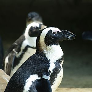 African penguin (Spheniscus demersus), 2008-08-06