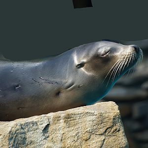 California sea lion (Zalophus californianus), 2008-08-06