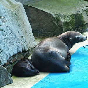 California sea lion (Zalophus californianus) with pup, 2008-08-06