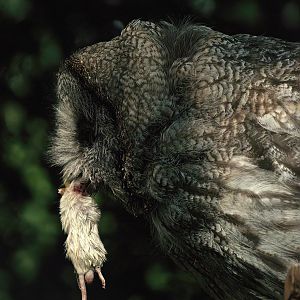 Eurasian Great grey owl (Strix nebulosa lapponica) with prey, 2008-08-06