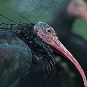 Waldrapp (Geronticus eremita), 2008-08-06