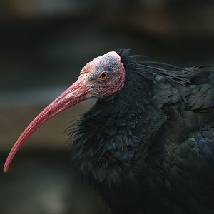 Waldrapp (Geronticus eremita), 2008-08-06