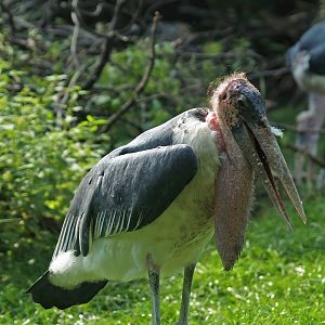 Marabou (Leptoptilos crumenifer), 2008-08-06