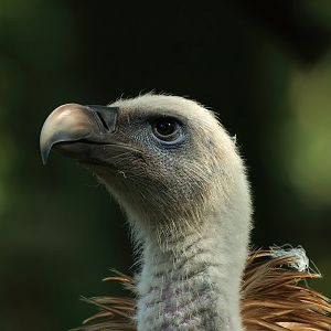 Western Eurasian griffon vulture (Gyps fulvus fulvus), 2008-08-06