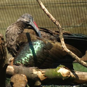 Hadada ibis (Bostrychia hagedash), 2008-08-06