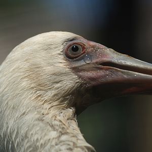 African spoonbill (Platalea alba), 2008-08-06