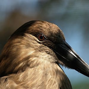 Hamerkop (Scopus umbretta), 2008-08-06