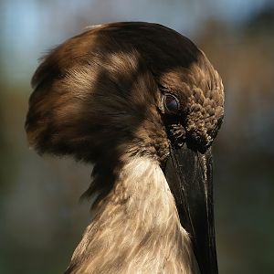 Hamerkop (Scopus umbretta), 2008-08-06