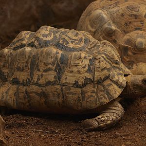 Leopard tortoise (Stigmochelys pardalis), 2014-10-19