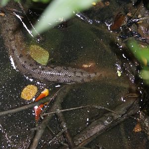 Tentacled Snake as Located in situ