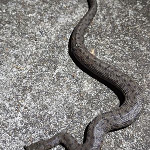 Wild Tentacled Snake