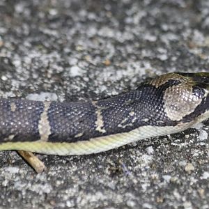 Cox's Mud Snake Homalopsis mereljcoxi