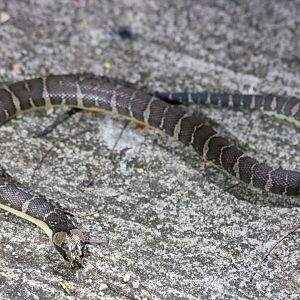Cox's Mud Snake Homalopsis mereljcoxi