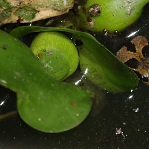 Cox's Mud Snake Homalopsis mereljcoxi