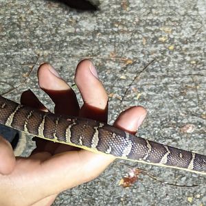 Cox's Mud Snake Homalopsis mereljcoxi