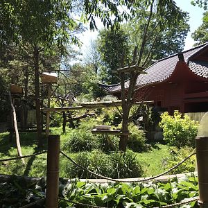 Red panda exhibit lower area viewing