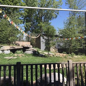 One of the dholes exhibit