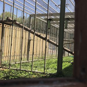 Behind scene area for the Japanese macaque