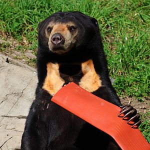 Sun Bear