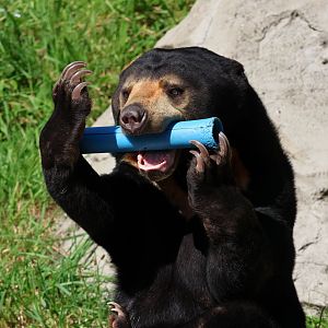 Sun Bear