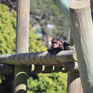Chimpanzee