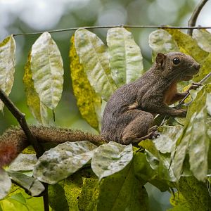 Plantain Squirrel (Callosciurus notatus)