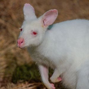 Red-necked Wallaby (Notamacropus rufogriseus)