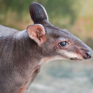 Dusky Pademelon (Thylogale brunii)