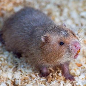 Large Bamboo Rat (Rhizomys sumatrensis)