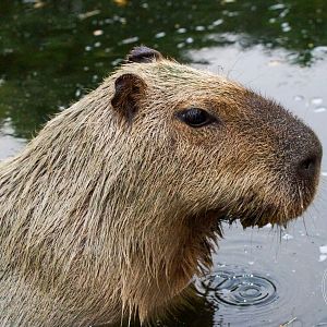 Capybara (Hydrochoerus hydrochaeris)