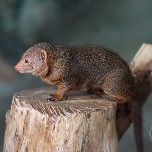 Common Dwarf Mongoose (Helogale parvula)