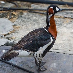 Red-breasted Goose (Branta ruficollis)
