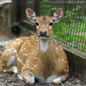 Axis Deer (Axis axis)