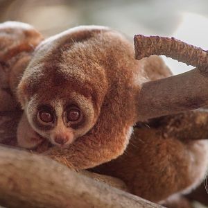 Sunda Slow Loris (Nycticebus coucang)
