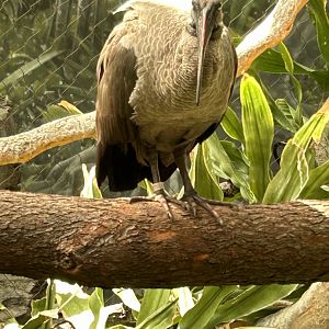Hadada ibis