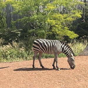 Plains zebra