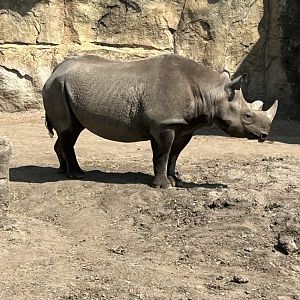 Eastern black rhino